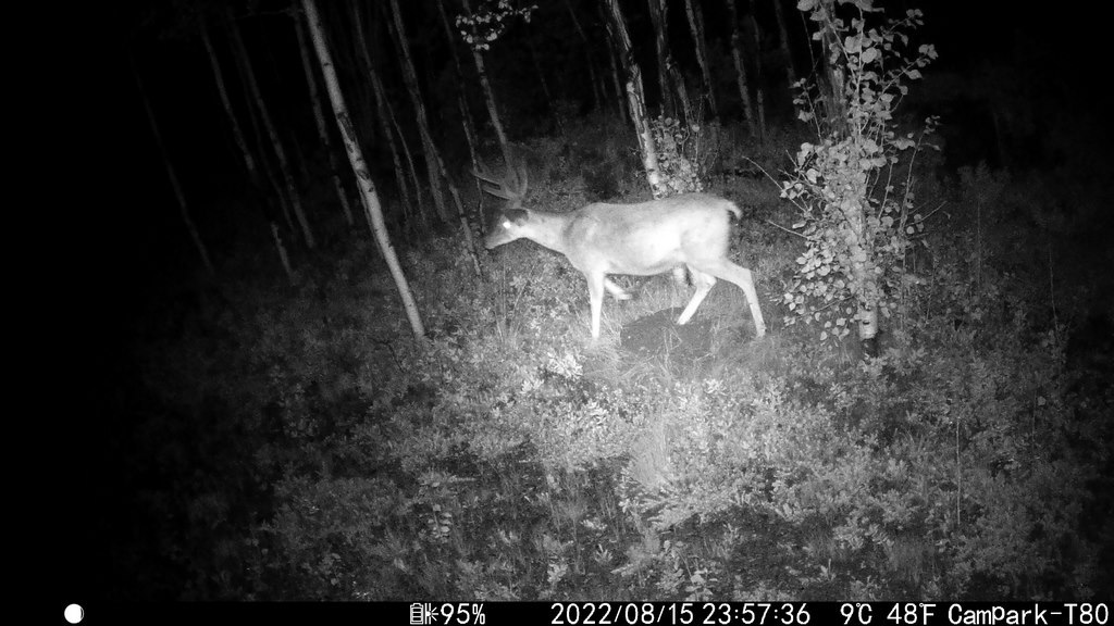 2022_0815_BuckAtNight.JPG