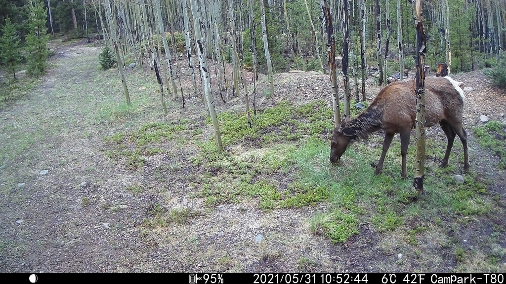 2021_0531A_SingleGrazing.JPG