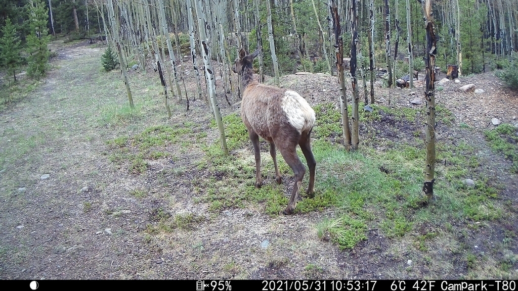 2021_0531C_Butt.JPG