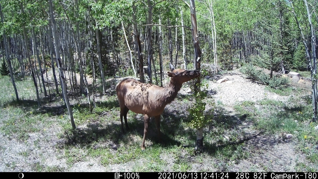 2021_0613B_NibblingAspen.JPG