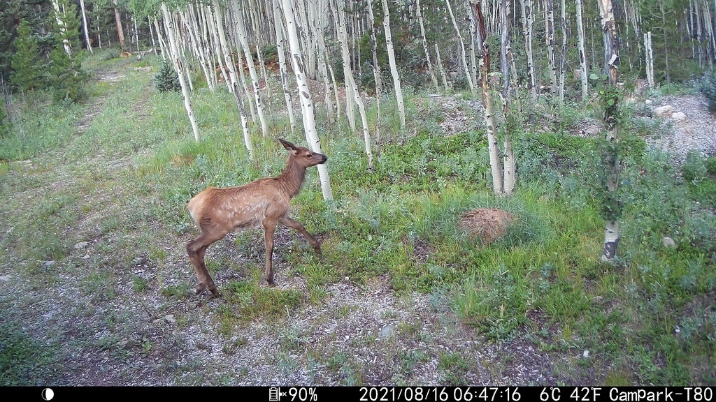 2021_0816B_CalfCrossingRight.JPG