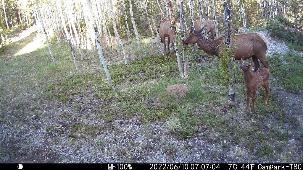 2022_0610A_IncludingCalf.JPG