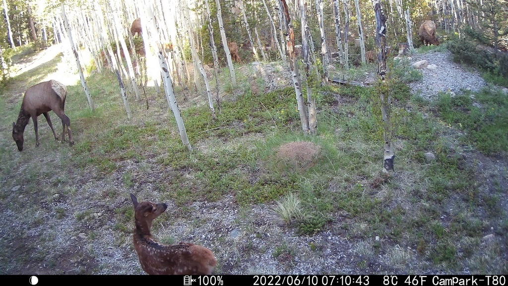2022_0610F_FawnNearby.JPG