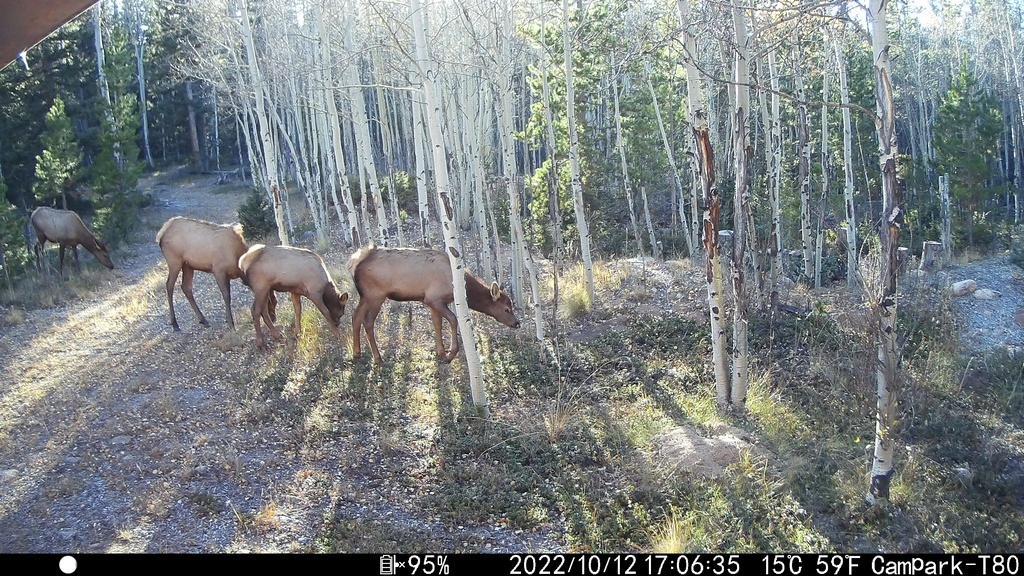 2022_1012D_FourGrazing.JPG