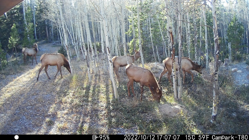 2022_1012E_FiveGrazing.JPG