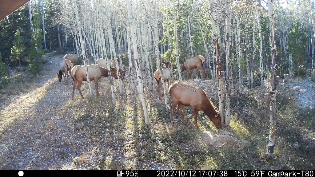 2022_1012F_SevenGrazing.JPG