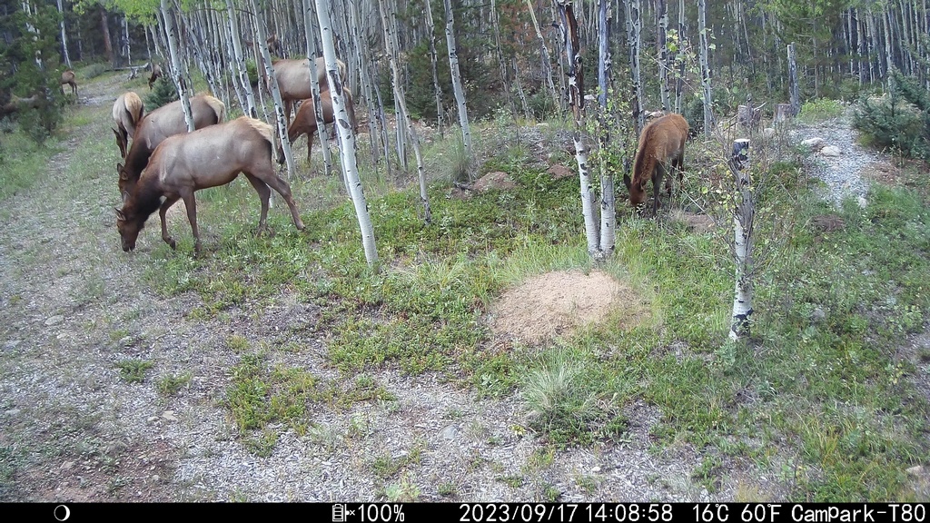 2023_0917A_LargeHerd.JPG