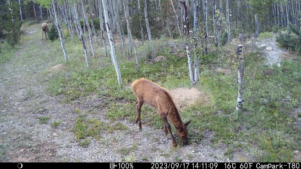 2023_0917B_FuzzyCalf.JPG