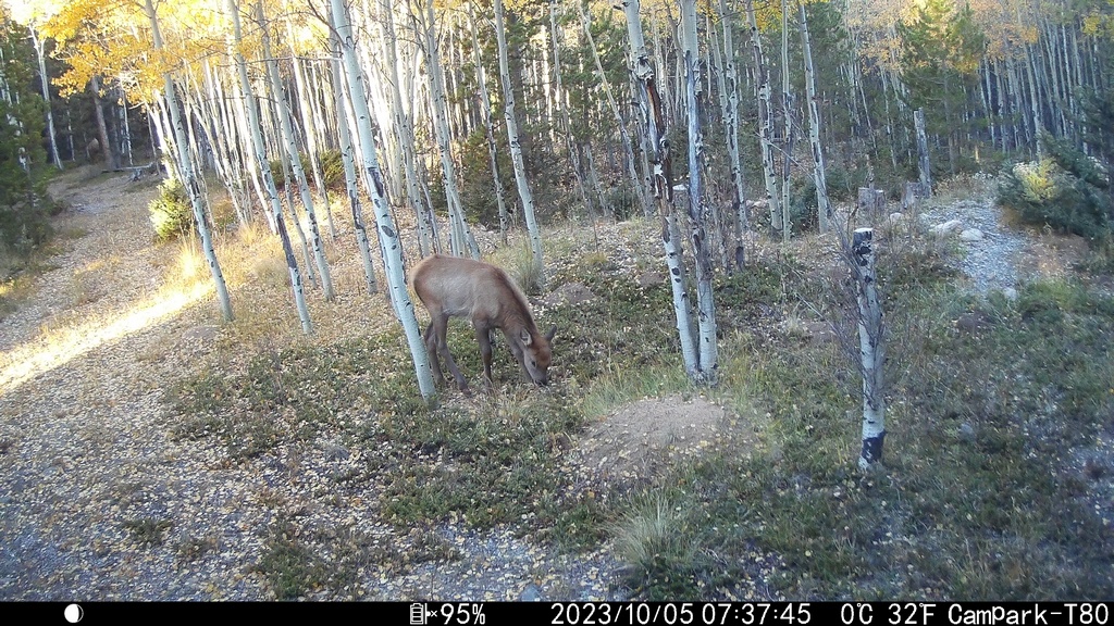 2023_1005A_CuteCalfGrazing.JPG