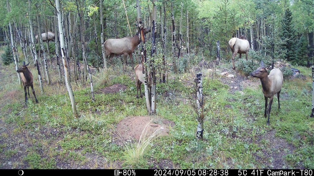 2024_0905A_SixGrazing.JPG