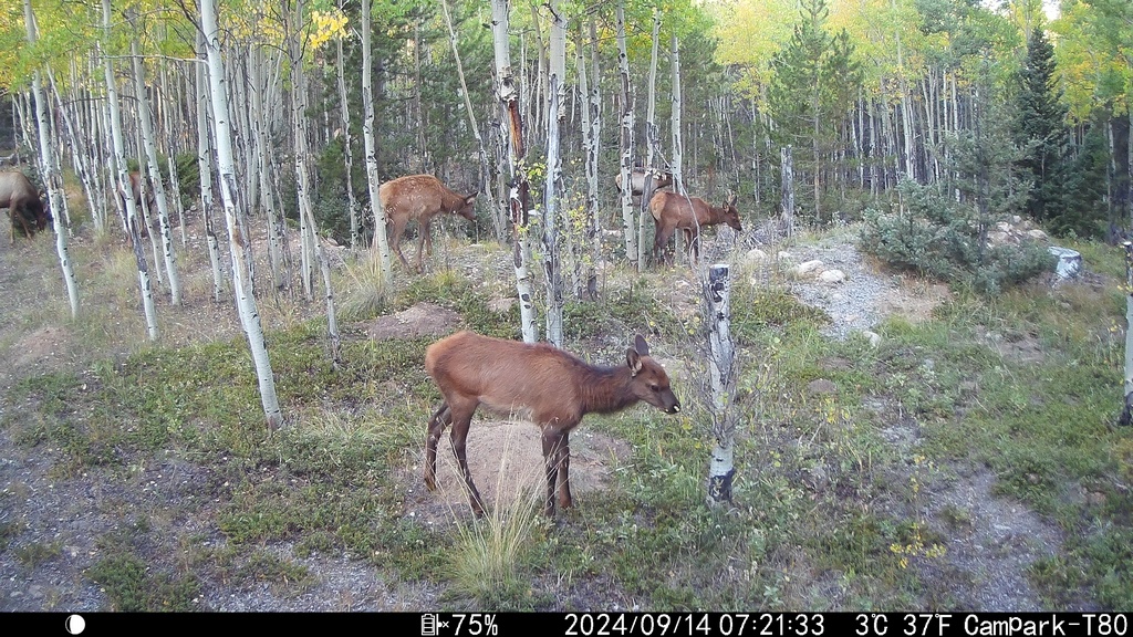 2024_0914A_YetAnotherCuteCalf.JPG