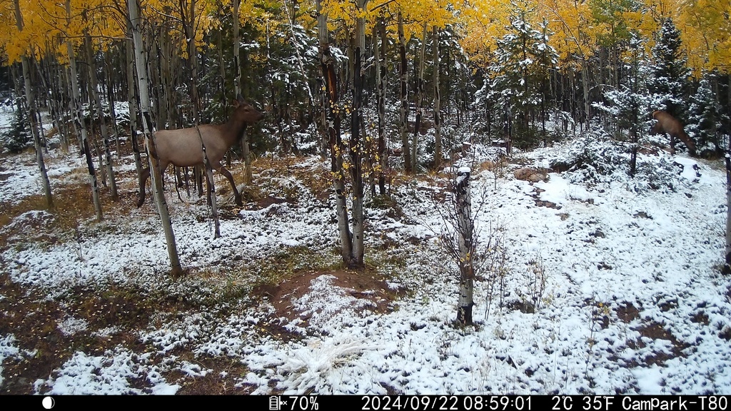 2024_0922A_TwoWithLeavesAndSnow.JPG