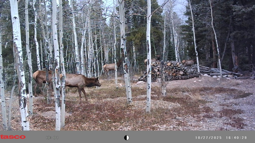 2025_1027A_FiveFromNewTrailcam.jpg