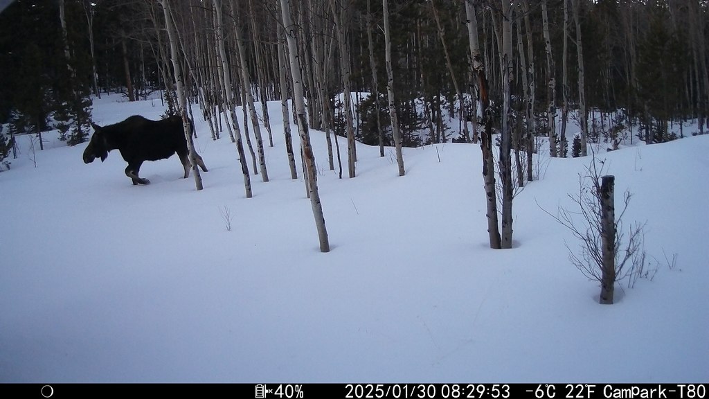 2025_0130_OnLeftInSnow.JPG