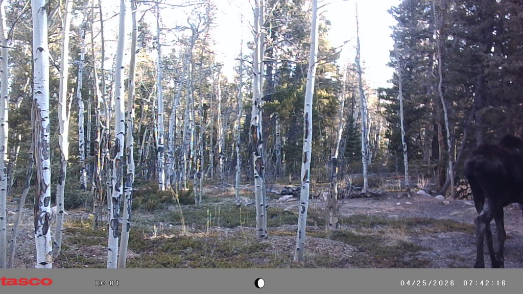 2026_0425B_HindDisappearing.jpg