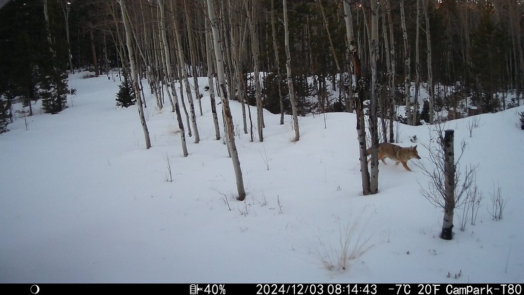 2024_1203B_OnRightInSnow.JPG