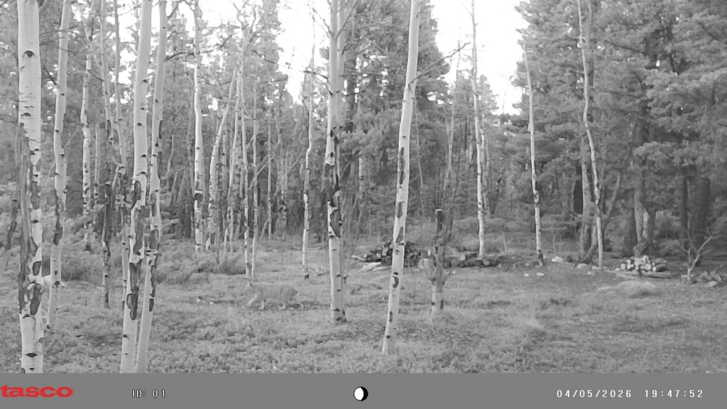 2026_0405_CrossingLeftInTwilight.jpg