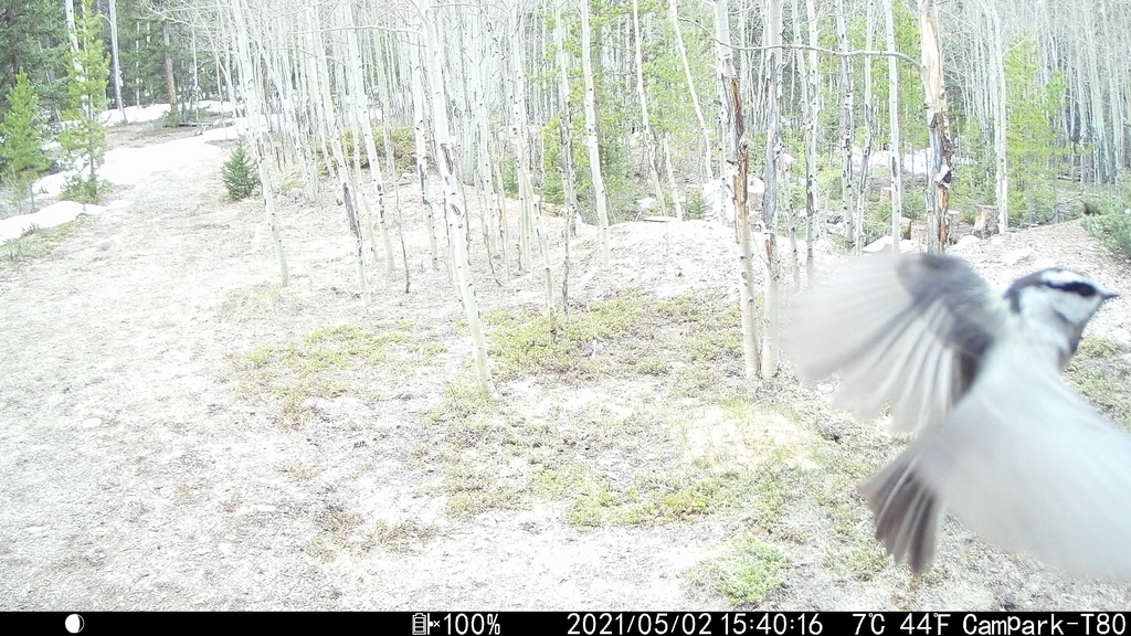 2021_0502_MountainChickadee.JPG