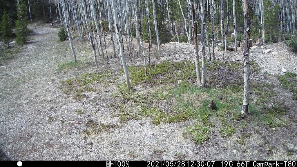 2021_0528_DuskyGrouse.JPG