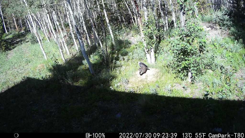 2022_0730_DuskyGrouse.JPG