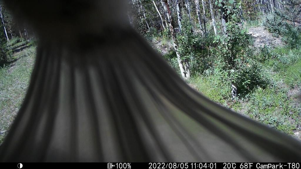 2022_0805_TailCloseup.JPG