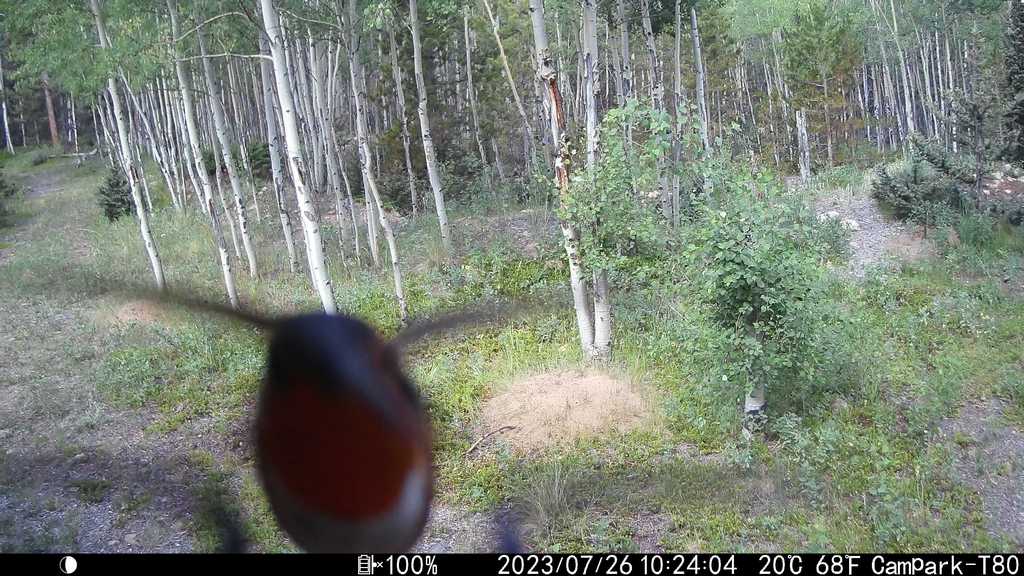2023_0726A_HummingbirdVeryClose.JPG