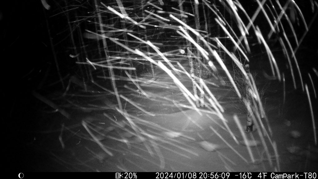 2024_0108B_BlowingWithMooseTracks.JPG