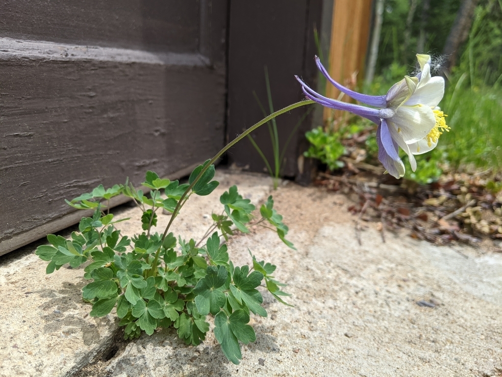 0616A1_Columbine_BlueWhite.jpg