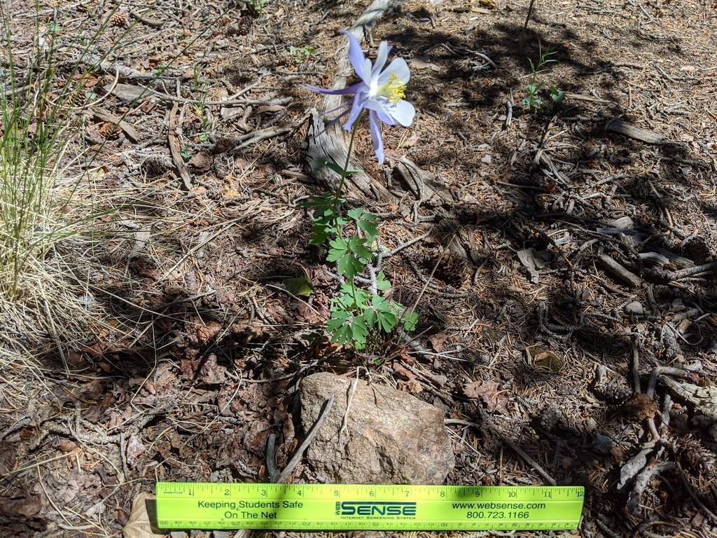 0616A2_Columbine_BlueWhite.jpg