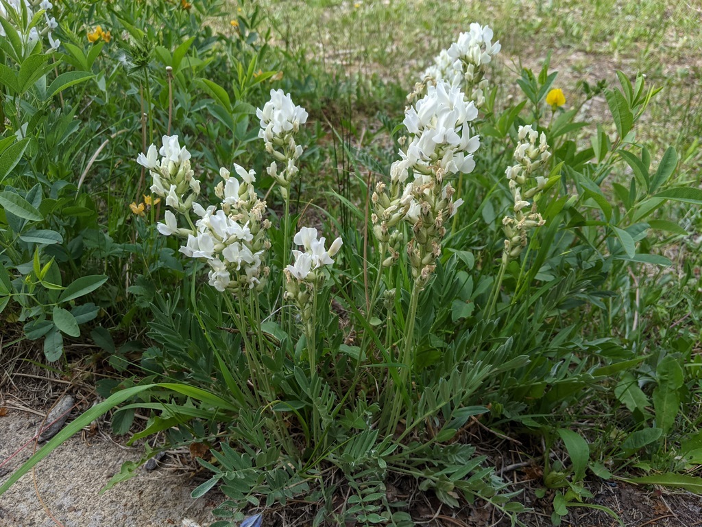 0623A1_Locoweed_White.jpg