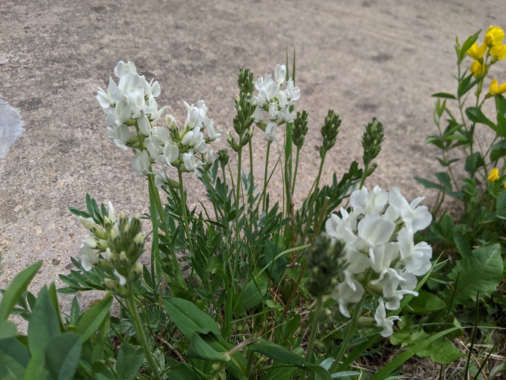 0623A2_Locoweed_White.jpg