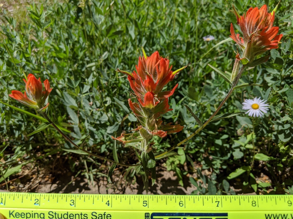 0710C1_IndianPaintbrush_Red.jpg