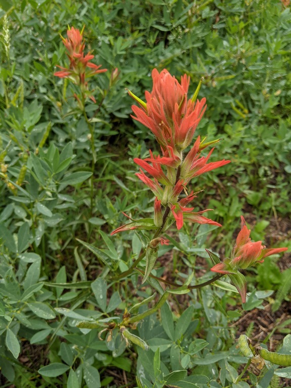 0710C2_IndianPaintbrush_Red.jpg