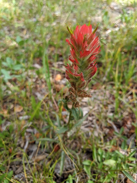 0710C3_IndianPaintbrush_Red_2weeksLater.jpg