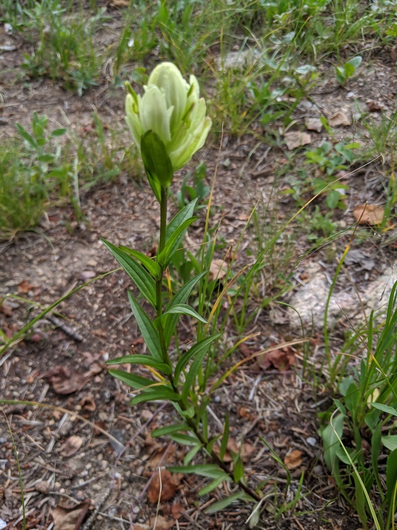 0710C5_IndianPaintbrush_White.jpg