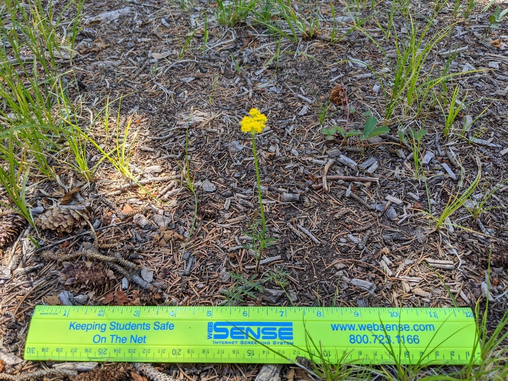 0710F_Harboria_Yellow.jpg