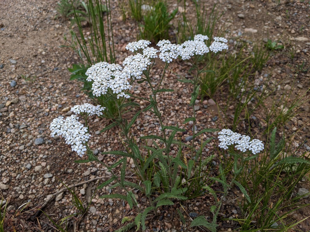 0714A1_Yarrow_White.jpg
