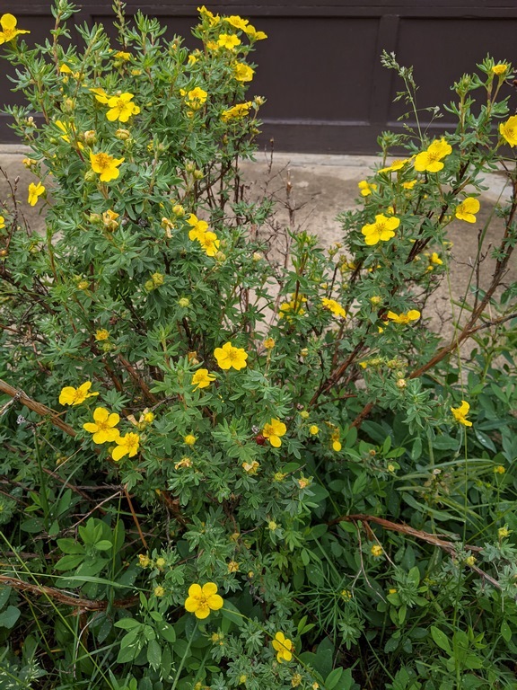 0714B1_Cinquefoil_Yellow.jpg