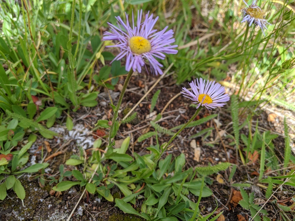 0724A1_Erigeron_Blue.jpg