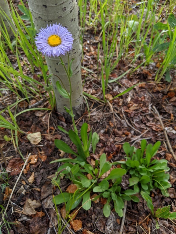 0724A2_Erigeron_Blue.jpg