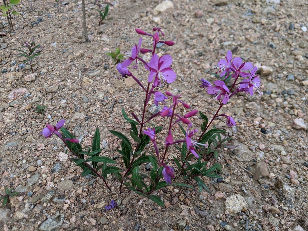 0724C1_Fireweed_Purple.jpg