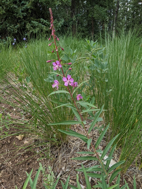 0724C2_Fireweed_Purple.jpg