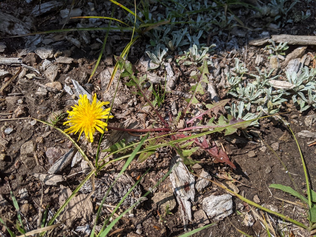 0808A_Dandelion_Yellow.jpg