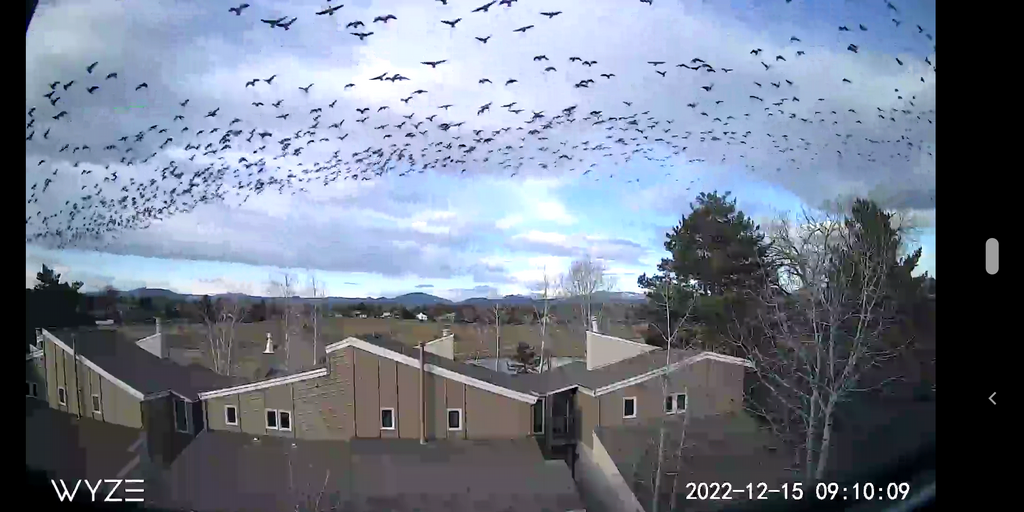 2022_1215_0910_HugeFlockOfGeese.png