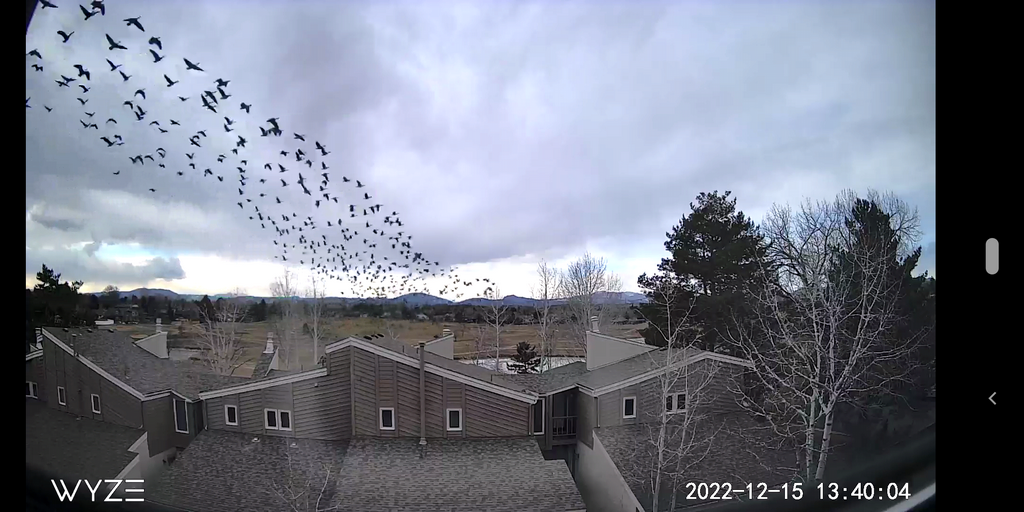 2022_1215_1340_HugeFlockOfGeese.png