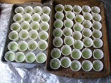Trays of partially filled cups