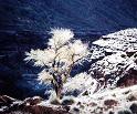 Tree in Twin Edens Canyon
