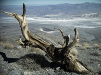 Tree on Tetracoccus Ridge