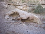 Dino skull rock