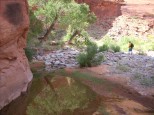 Tree and reflection in Ticaboo Canyon